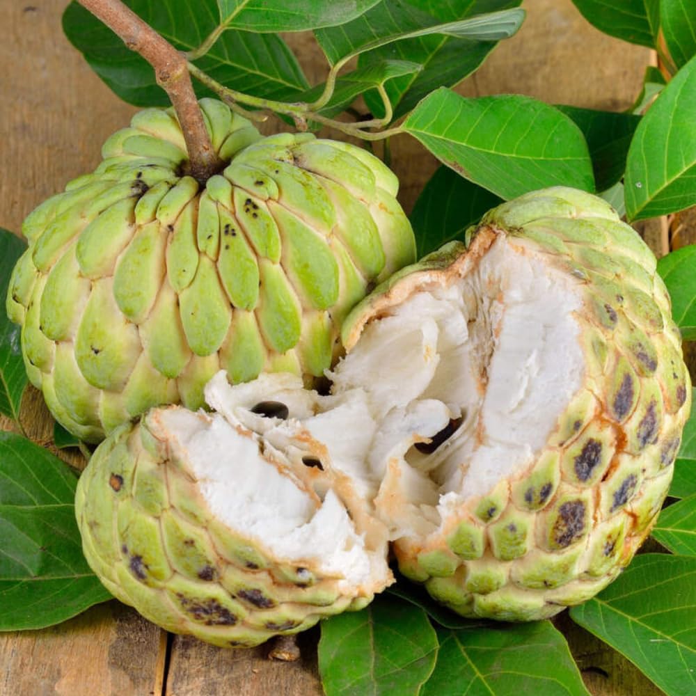 Annona Squamosa Sugar Apple Seeds, 20Pcs Tropical Fruit Seeds