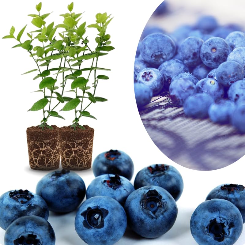 Sets 2 Blueberry Trees Live Plants, Blueberries Bushes, Hardy and High Yield, Seedlings Southern Highbush Blueberry Plants Live for Outdoor Growing, 5-7" Tall (Highbush)