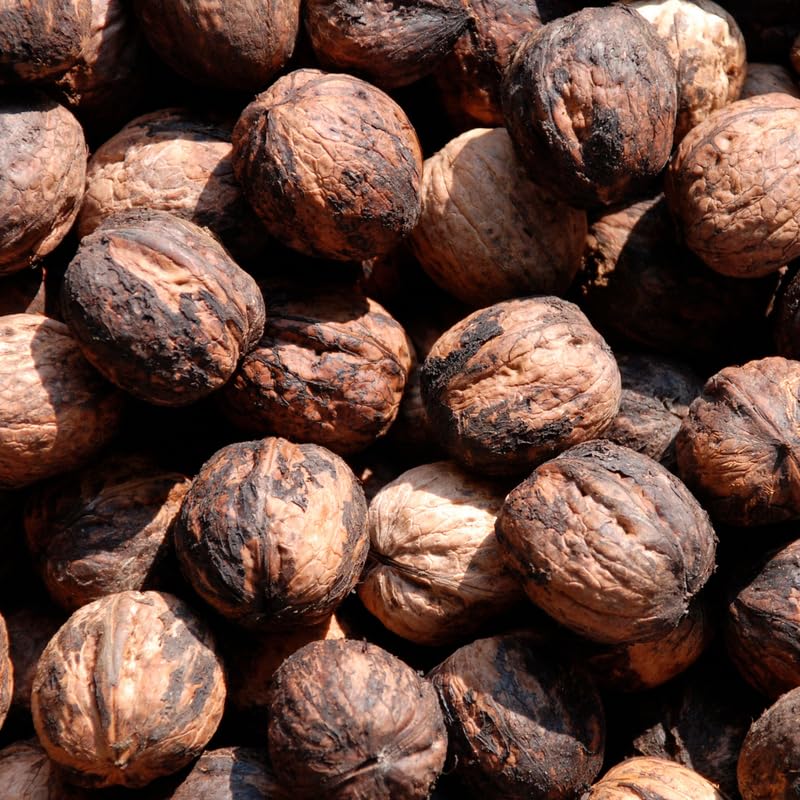Black Walnut Trees Live Plants, 4 Inch Pot, 6-12 Inch Tall Walnut Tree, Hardy Fruit Plant, Dormant in Winter