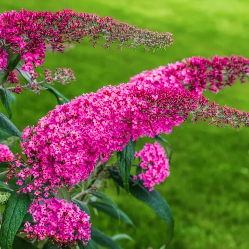 Butterfly Bush Live Plant 4-8 Inches, Fragrant Butterfly Bush Flowering Shrub Well Rooted, Outdoor Garden Planting (Raspberry Pink)