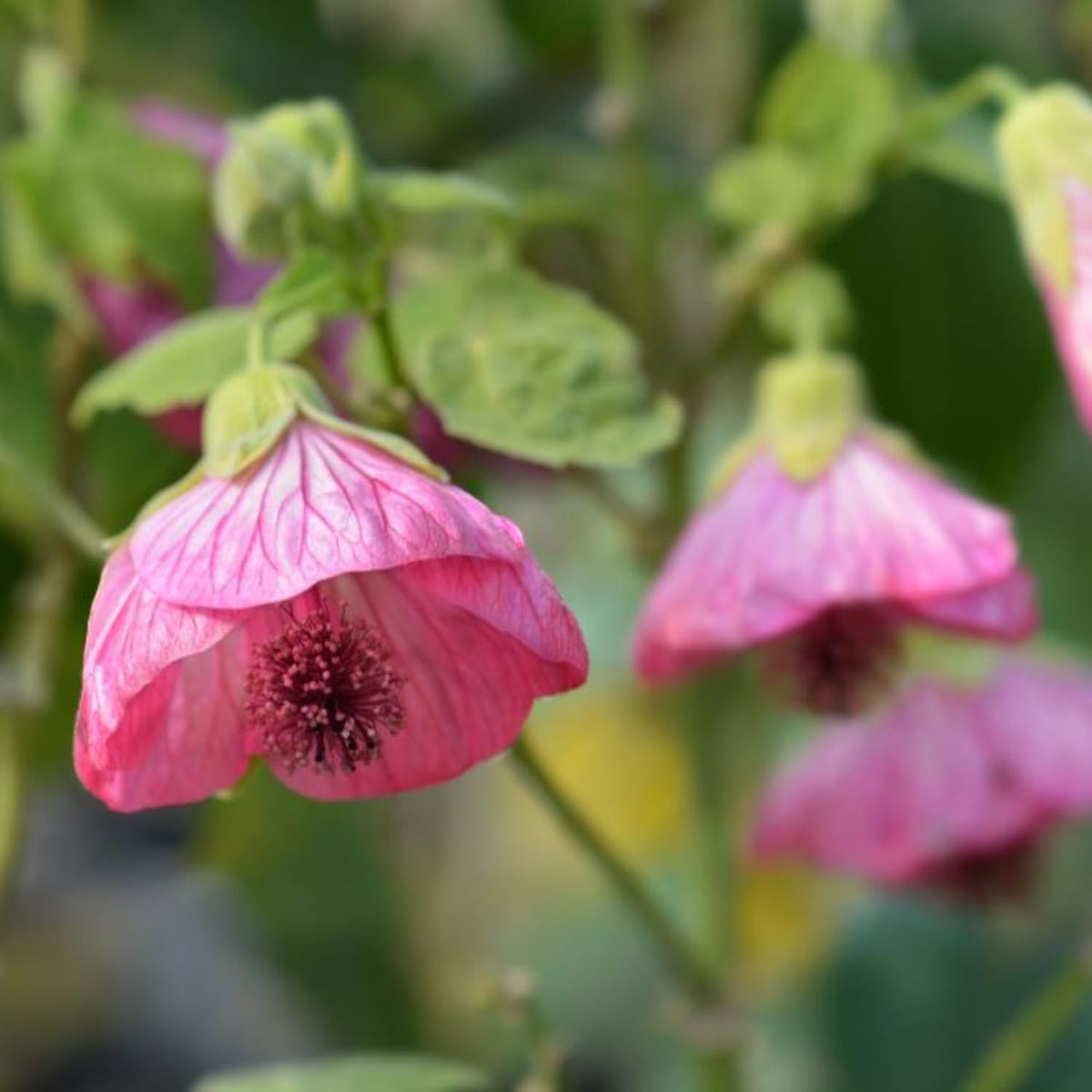 Set 2 Abutilon Plants Live, Trailing Abutilon Vine Hanging Lantern Flowers, 5-9 Inch Tall Indoor Outdoor (Pink Abutilon)