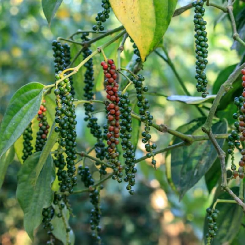 Piper Nigrum Tree Live Plant, Black Pepper Plant Live from 4 to 6 Inches Tall, Well Rooted, Pepper Herb Plant