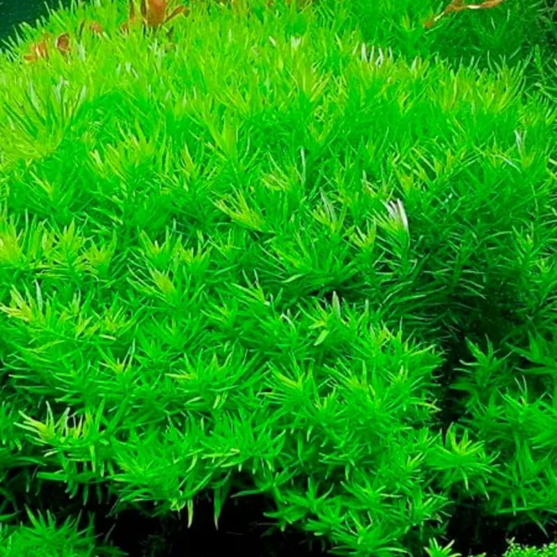 Green Rotala Aquarium Plants Live, Live Aquarium Tanks Rotala Aquatic Plants, No Root, 5 to 7 Stems, Live Aquarium Plants, Freshwater Aquarium for Planting Ponds