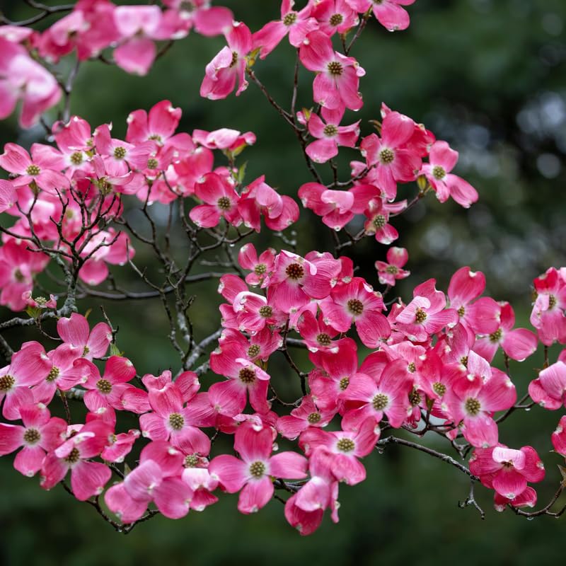 Pink Dogwood Tree, 10-16" Tall Hardy Dogwood Tree Plant in Quart Pot, Perennial Flower Plants, Dormant in Winter