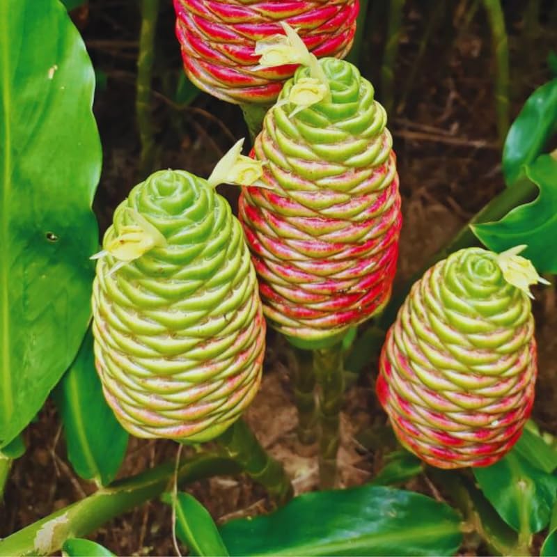 10 Shampoo Ginger Roots, Zingiber Zerumbet, Pinecone Ginger Rhizomes for Gardening Outdoor, Indoor, Zone 8 to 11