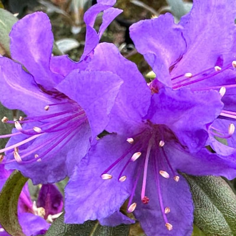 Deep Violet-Blue Rhododendron Live Plant Shrubs for Outdoor Planting, Azalea Bushes Ready to Plant, Fragrant Rhododendron Plant Live