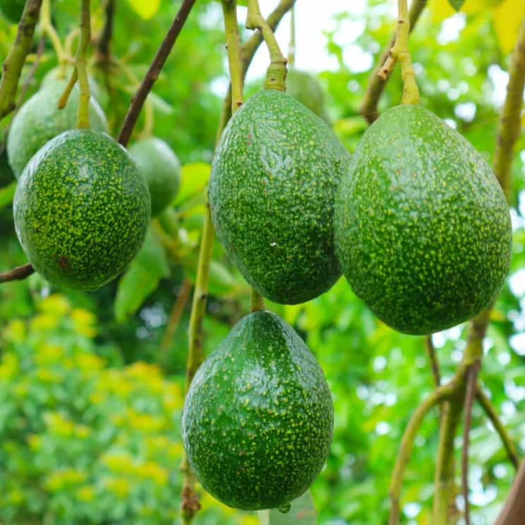 3 Gallon Big Avocado Tree Live Plant, 1-2 Ft Well Rooted, Ready to Bear Fruit, 2 Years Old Live Avocado Tree Plant Grafted (Dwarf Super HASS)