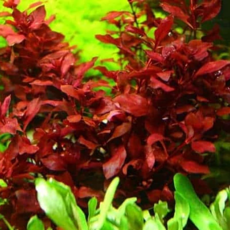 Ludwigia Aquarium Plants Live, 1 Bundle Aquatic Plants, No Root, 5 to 7 Stems, Live Aquarium Plants, Freshwater Aquarium for Planting, Leaves Dark Green to Brownish Red or Deep Red