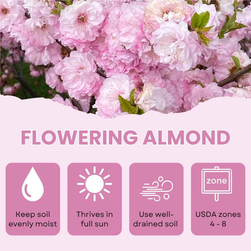 1 Year Old Vibrant Pink Flowering Almond Shrubs Live Plant Tree in Quart Pot, Dormant in Winter, Cold Hardy, Perennial Bush Plant, 6-12" in Tall