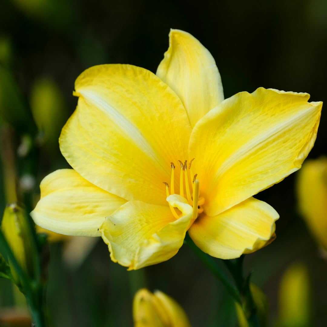 Set of 3 Live Yellow Daylily Plants, Flowering Daylilies, Hardy Perennial Flowers for Planting