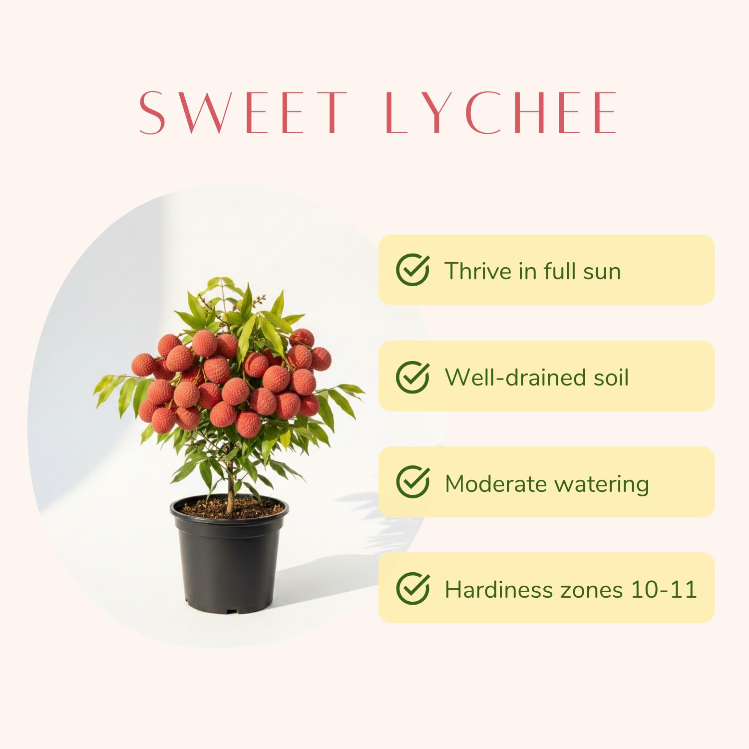 Lychee Tree Live Plant, Sweet Lychee Fruit Tree, Tropical Fruit for Edible Garden, 3-4 Ft in 3 Gallon Pot, No Ship to CA