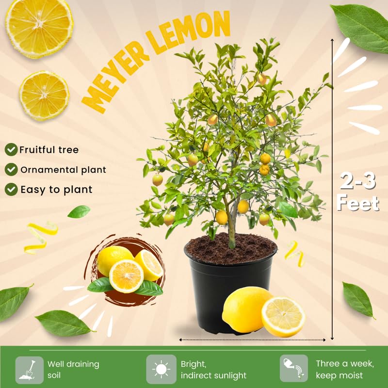 Meyer Lemon Tree Live Plant 2-3 Years Old Already Bearing Fruit, Yellow Lime Tree in 3 Gallon Pot, Cold Hardy and High-yielding