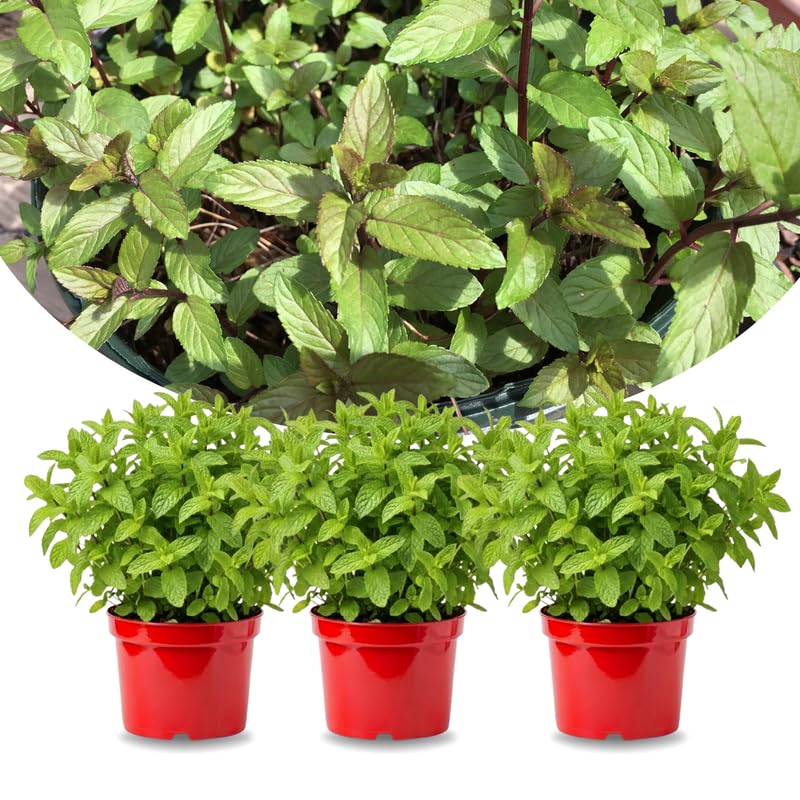 Sets 3 Random Mint Plants Live Fast Growing for Spring Planting, Fragrant Culinary Herb Mint for Indoor Outdoor Gardening, Cold Hardy