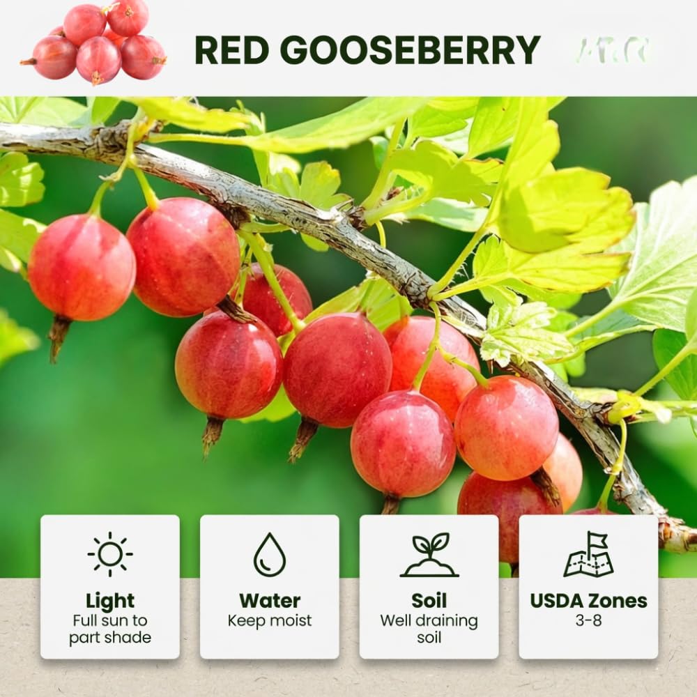 Red Gooseberry Plant Live, Gooseberry Bush, 4-6 Inch Tall