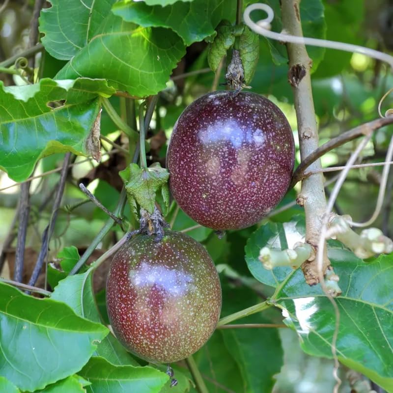Passionfruit Tree Live Plant, Passion Fruit Vine for Planting, 4-8 Inches Tall