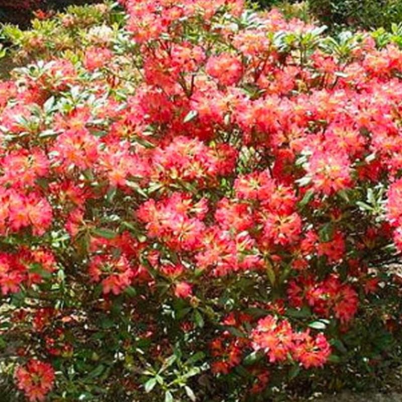 Reddish-Orange Golden in Center Color Rhododendron Live Plant Shrubs for Outdoor Planting, Azalea Bushes Ready to Plant, Fragrant Rhododendron Plant Live