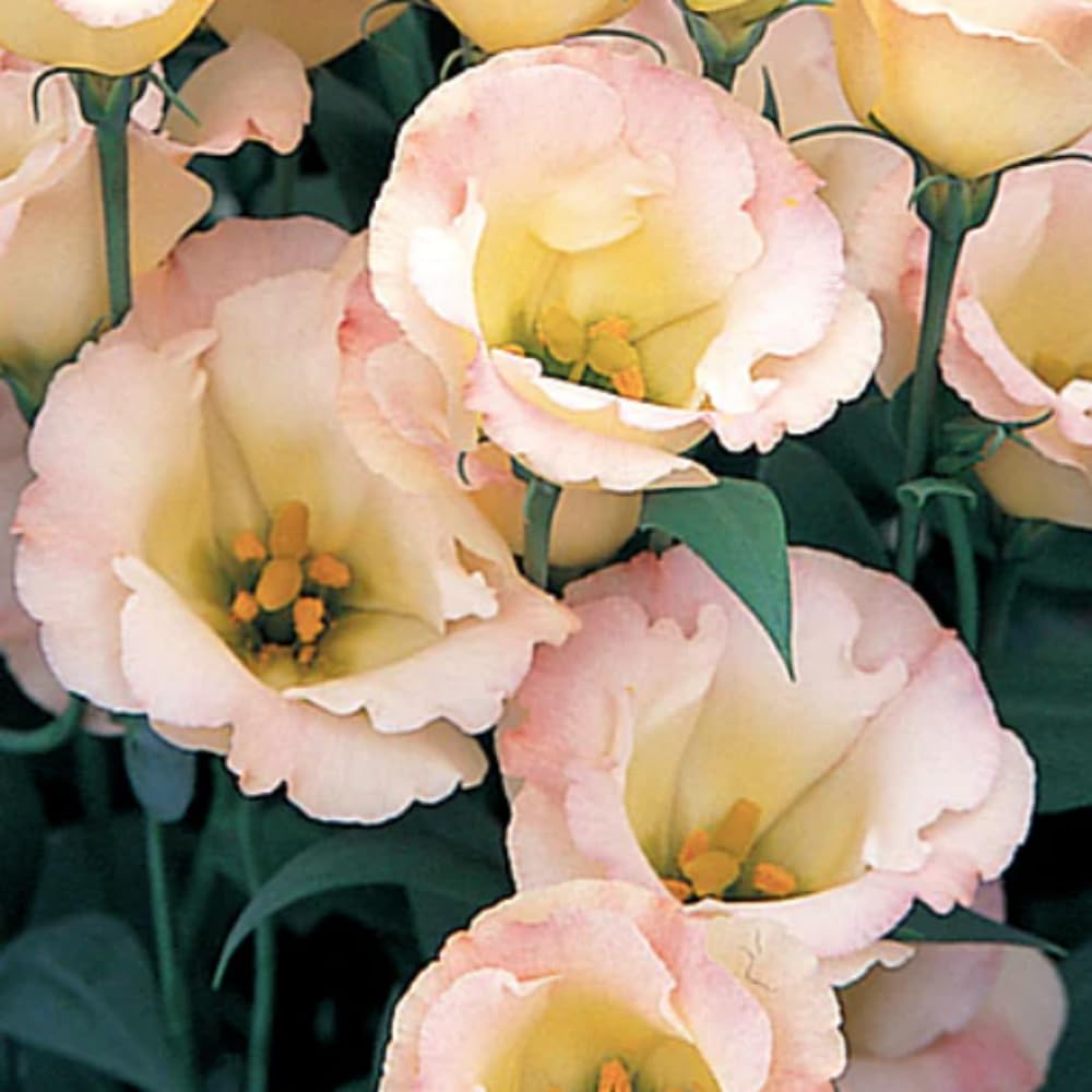 Sets 2 Creamy Champagne Lisianthus Eustoma Live Plants, Plug Size, Well-Rooted, Texas Bluebell, Thornless Love Rose Plant, Spring to Fall Bloom, 2-4" in Tall Starter