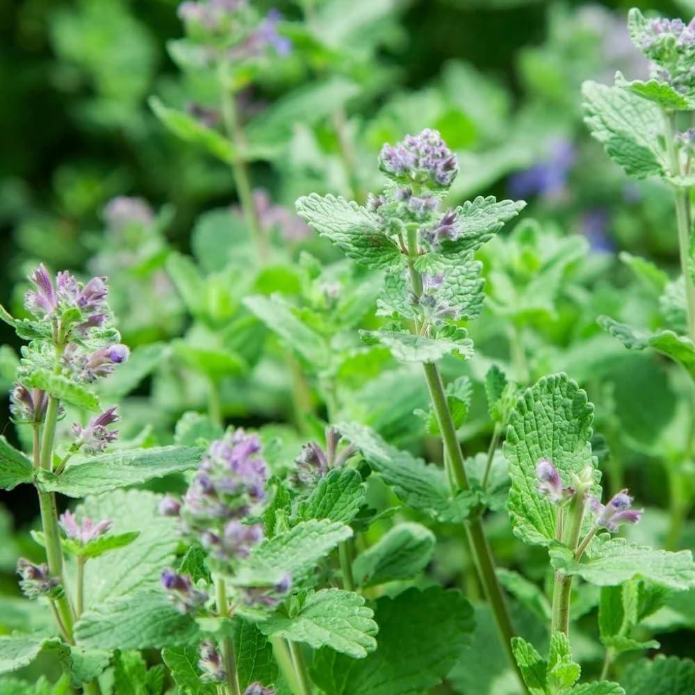 Pack 3 Catnip Plants Live, 4-7" Tall, Catnip Mint Plants Herbs Well-Rooted for Planting Indoor Outdoor Home Garden