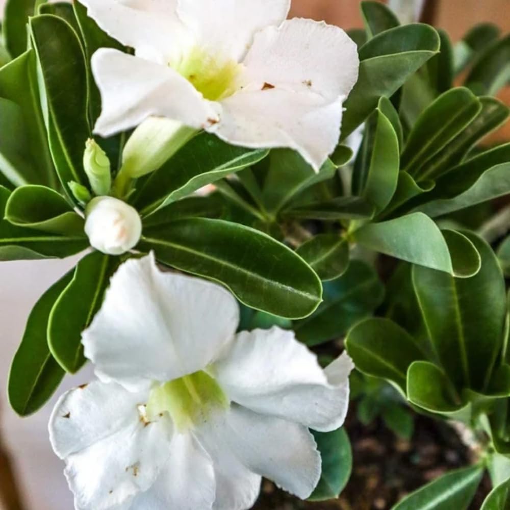 White Desert Rose Plant Live, Desert Rose Live Plants, Adenium Obesum Flowers Plants for Planting Garden Indoor Outdoor