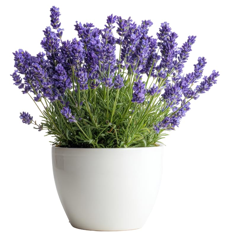 2 Phenomenal Lavender Plants Live for Planting, 4-8" Lavender Plant, Fragrant Purple Flowers, No Pot, Bare Root Herb for Garden, Container Growing