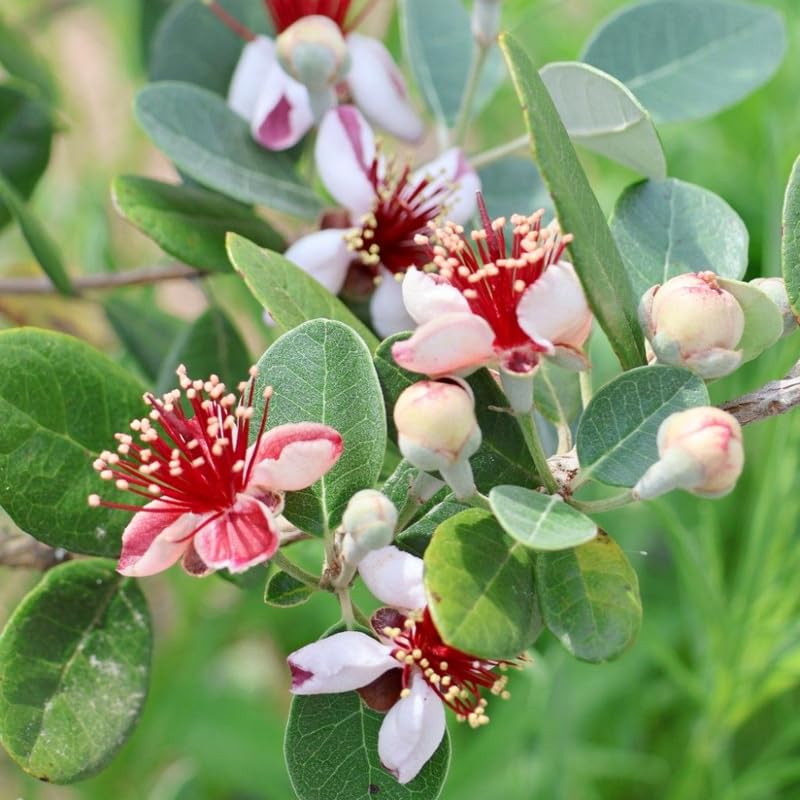 Pineapple Guava Tree - 3 Gallon Pot, 2-3 Ft Tall Live Plant Guava Tree for Planting, No Ship to CA