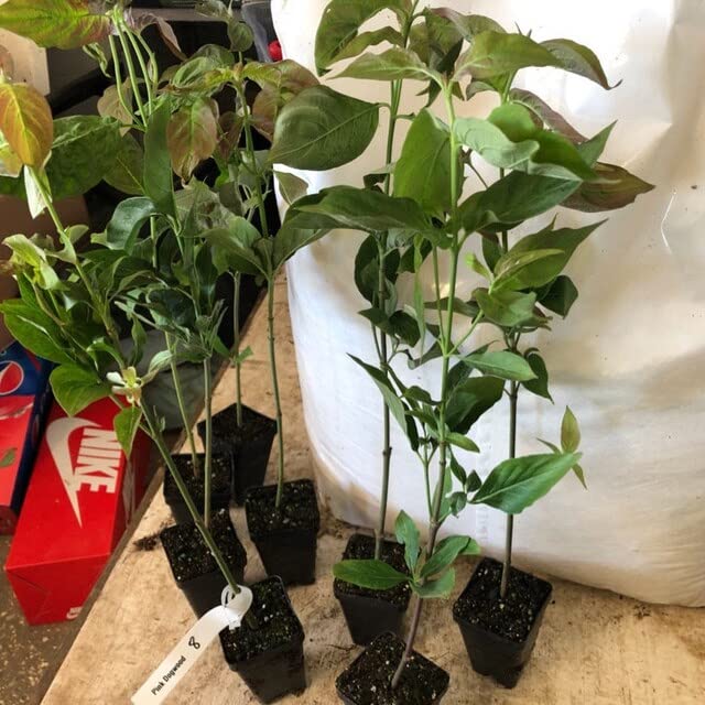 White Dogwood Tree Live Plant 6" to 1 Feet Tall, Flowering Dogwood Plant, Spring Planting Well Rooted, Cold Hardy, Ornamental Outdoor Indoor Decor