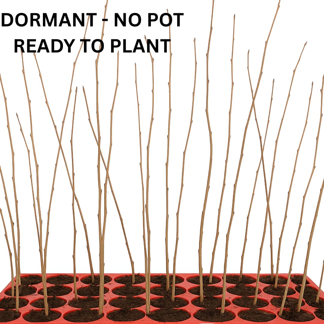 Walnut Tree Live Plant in Quart Pot, 6-10" Cold Hardy, Dormant, Black Walnuts Trees for Garden Spring Planting