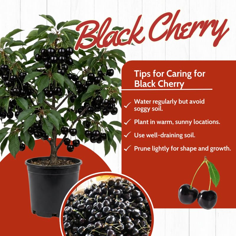 Black Cherry Trees Plant Live for Planting Outdoor, Sweet Cherry Fruit Plant, 1.5-2 Ft Tall, Zones 3–9