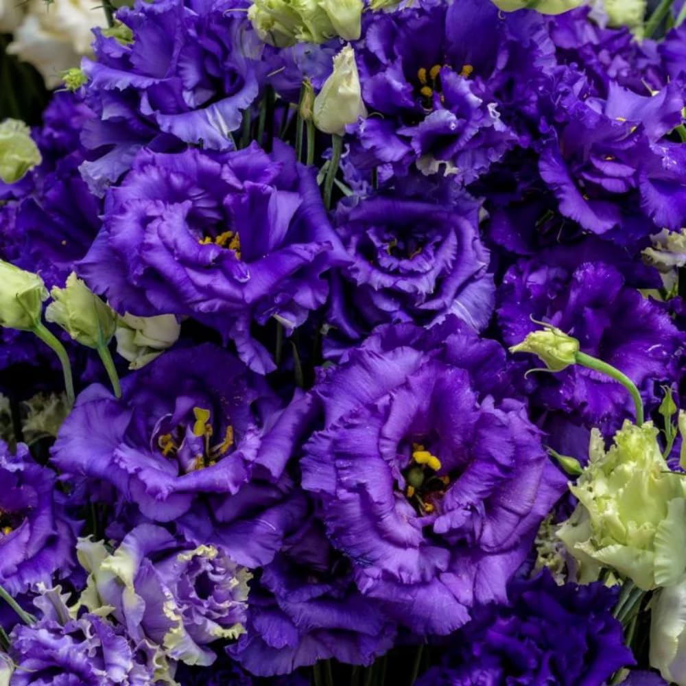 Eustoma Lisianthus Plant Live, Lisianthus Flowers Well Rooted Plug 2-3 Inch Height, Lisianthus Thornless Roses Seedling (Dark Blue Lisianthus)