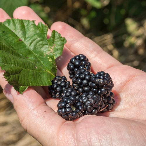 2 BlackBerry Bushes Live Plant, Sweet, Thornless, High Yielding Berries for Outdoor Planting, Fully Rooted 4-7 Inches (Arapaho)