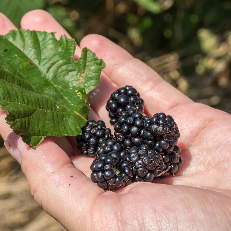 2 BlackBerry Bushes Live Plant, Sweet, Thornless, High Yielding Berries for Outdoor Planting, Fully Rooted 4-7 Inches (Arapaho)