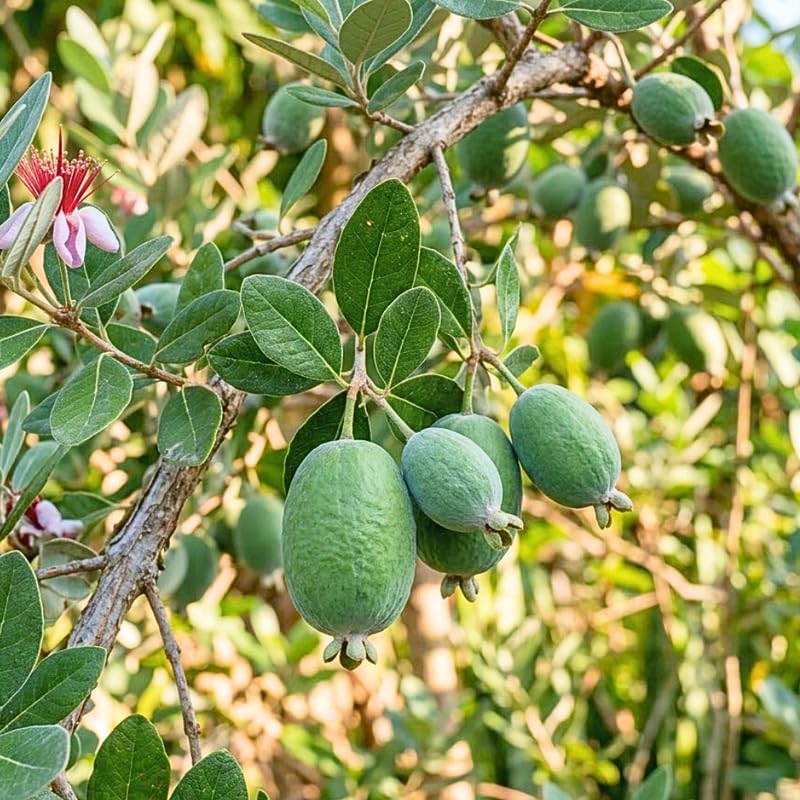 Pineapple Guava Tree Live Plant for Outdoor Planting, Guava Live Plant from 20-24" Inches Tall in 1 Gallon Pot, No Ship to CA