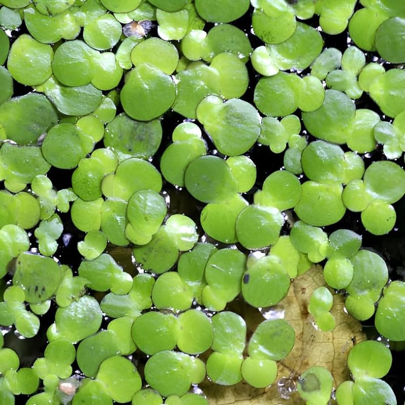 2000 Live Duckweed Plants - Freshwater Floating Aquarium Plant
