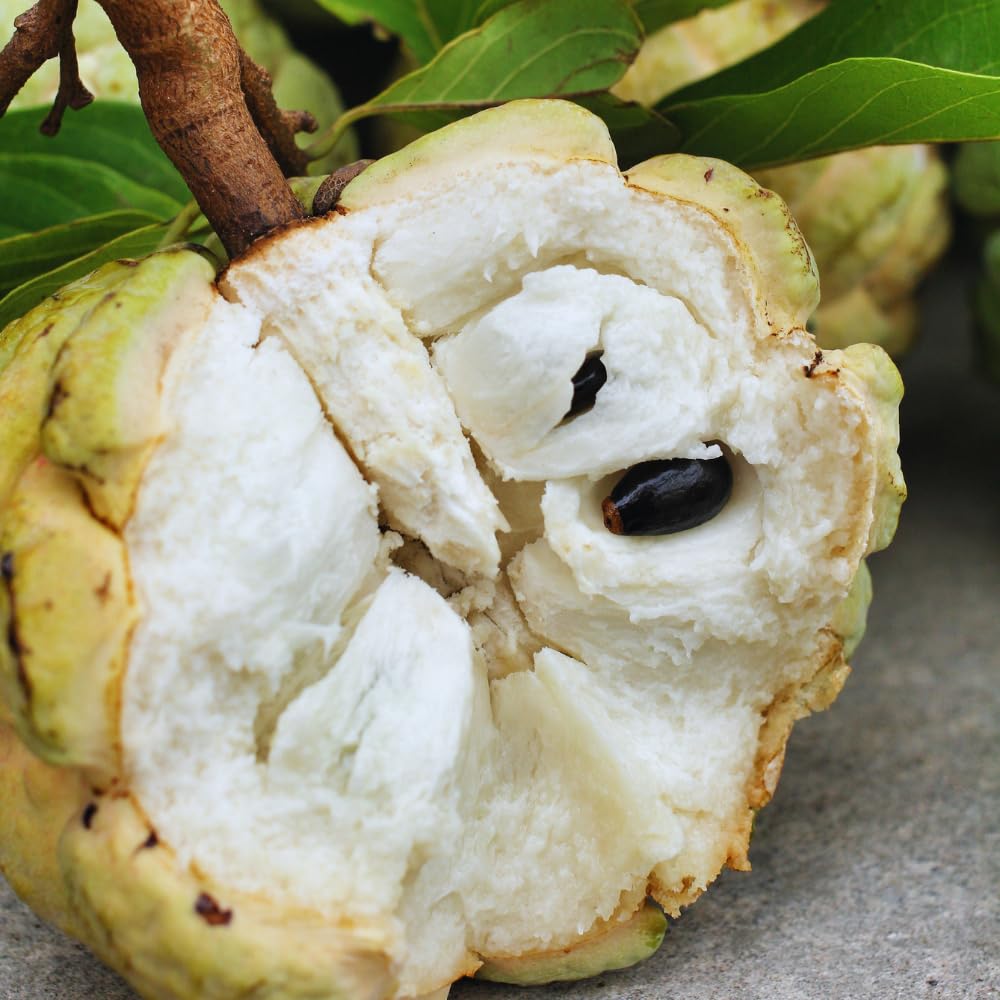 Green Sugar Apple Tree Live Plant, Sugar Apple Fruit Plant, 3 Gallon Pot, 2 to 3 Feet Tall