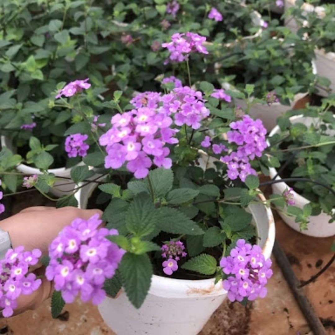 3 Lantana Plants Live, Lavender Lantana Live Plants for Planting Outdoors, Perennial Flower Plant 4 to 8 Inches Long, Gardening Growing