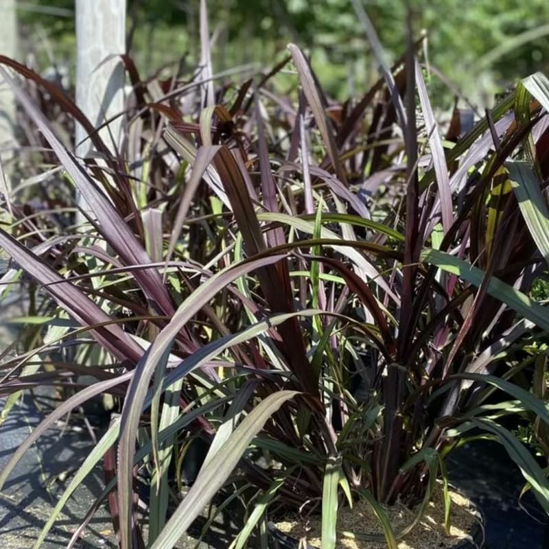 YOKEBOM 2 Black Fountain Grass Plants Live for Planting, Ornamental Grass for Landscaping, Hardy Grasses Clupms 4-7 Inch Tall Well Rooted