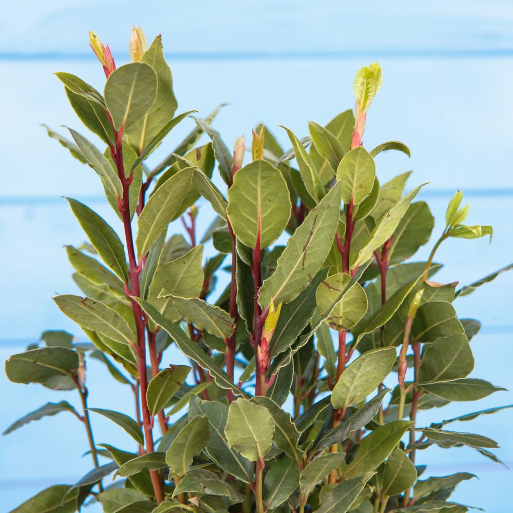 Bay Leaf Plant Live, Bay Laurel Tree Live Plant, Laurus Nobilis Sweet Bay Leaf Tree for Planting Indoor Outdoor