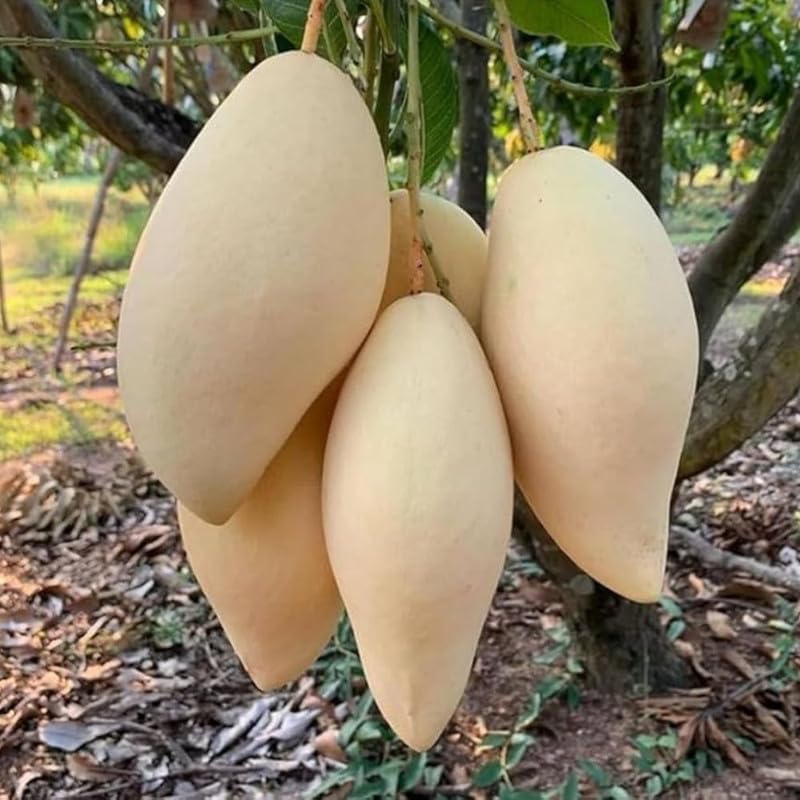 Golden Mango Tree Plant for Planting Outdoor Garden, Mango Plant Live 3 Inch Pot, Tropical Fruit Plants, No Ship to CA