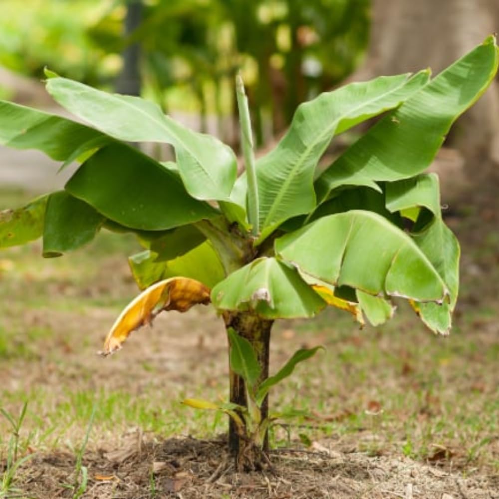 2 Banana Plants Live, Banana Fruit Tree Starter, Indoor Outdoor Planting, 4-6 Inches Tall