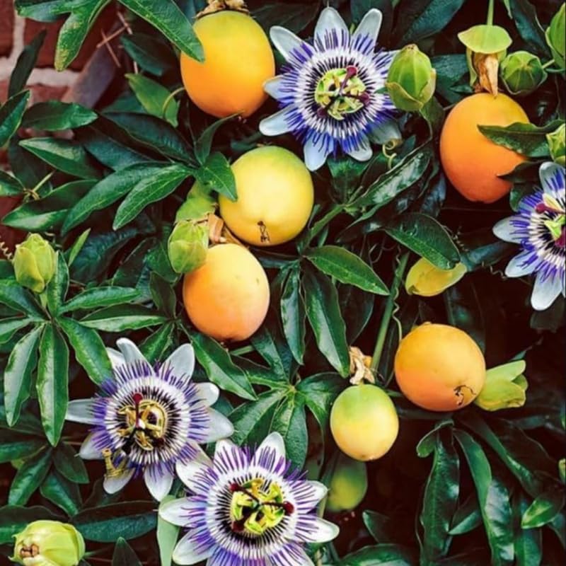 Yellow Passion Fruit Tree Live Plant, Edible Passionfruit Vine for Gardens, Trellises and Containers, 5 to 7 Inches