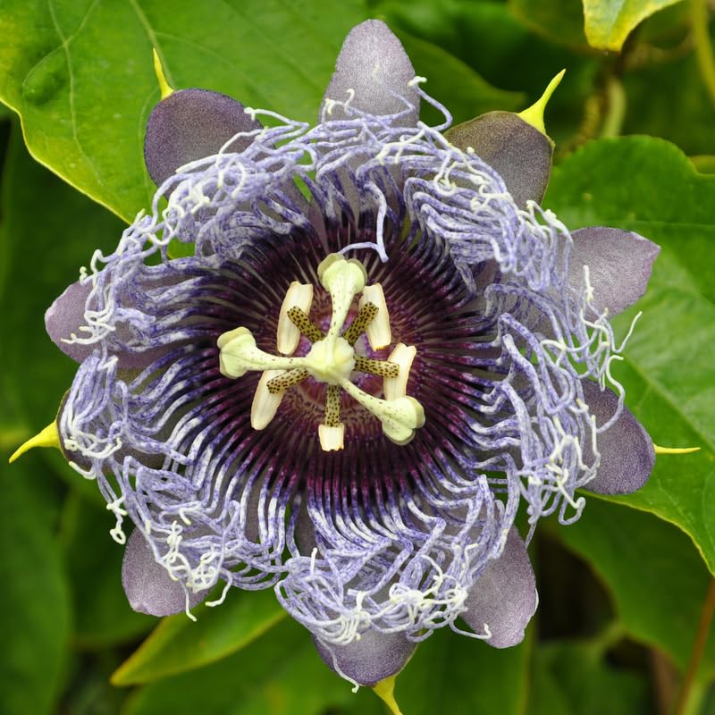 Set 2 Passion Flower Plants Live, Well Rooted Passiflora Flowering Vine 4-7'' Tall, Vibrant Blooms for Garden or Containers (Light Purple)