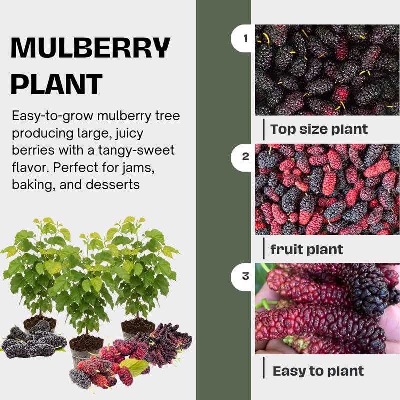 Random Mulberry Tree Live Plant, Hardy Well Rooted 4-8'' Tall, Mulberry Fruit Tree for Indoor Outdoor Spring Planting Mulberries