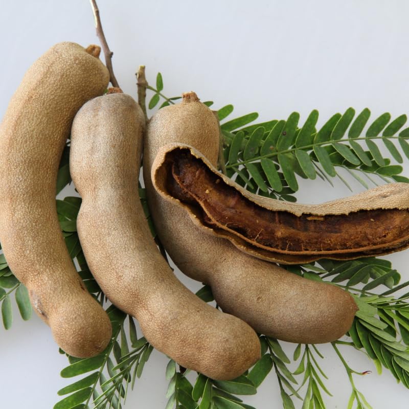 Tamarind Tree, 4-5 Ft Tall, 3 Gallon Pot, Sweet Tamarind Fruit Plant Live, No Ship to CA