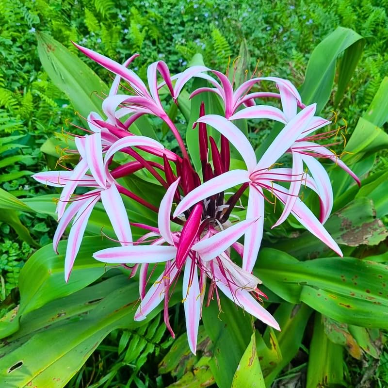 Queen Lily Plant, Fragrant White and Pink Blooms, Perennial Lily Flowers for Patio and Garden, 2-2.5 Ft Tall