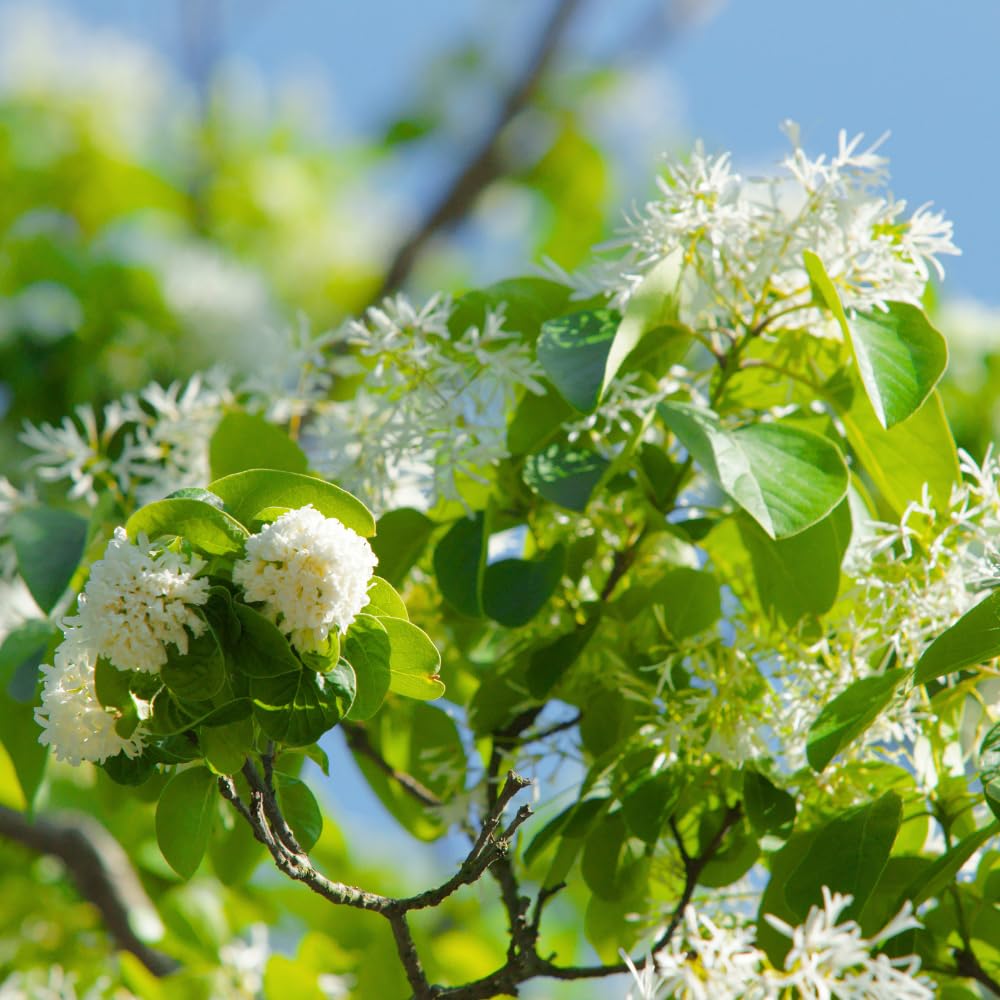 White Fringe Tree Live Plant, Fringe Bare Root for Planting, 16-20 Inc Tall, White Flowers, Hardy Ornamental Trees for Outdoor Garden