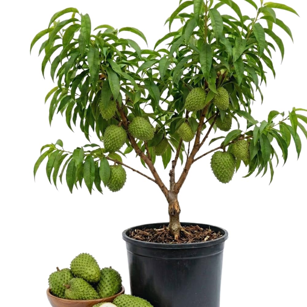 Soursop Tree Live Plant, Annona Muricata Plant, Guanabana Fruit Trees, 2-3 Feet Tall, Sweet Soursop Plant, Easy to Plant, No Ship to CA