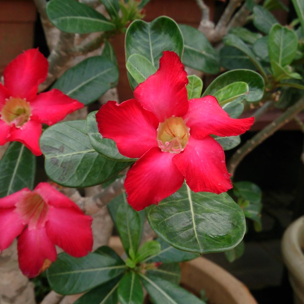 2 Desert Rose Plants Live, Red Adenium Obesum Desert Rose Flower Plants for Planting Indoor Outdoor Garden, 5 to 9 Inches Tall