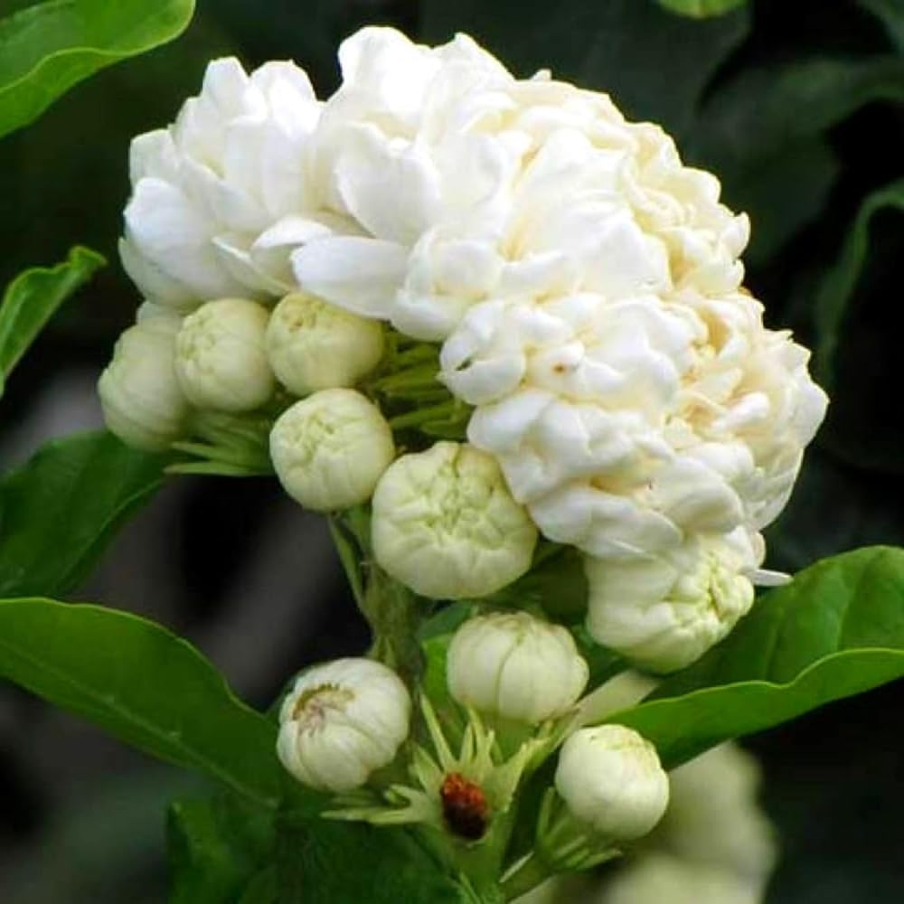Duke of Tuscany Jasmine Plant Live, Fragrant Jasmine Flowering in 3 Gallon Pot, Double Petal Jasmines 2-3 Feet Tall, No CA