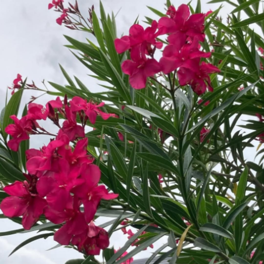 3 Pink Oleander Plants Live, 4 to 7 Inc, Oleander Flower Bush Plant Garden