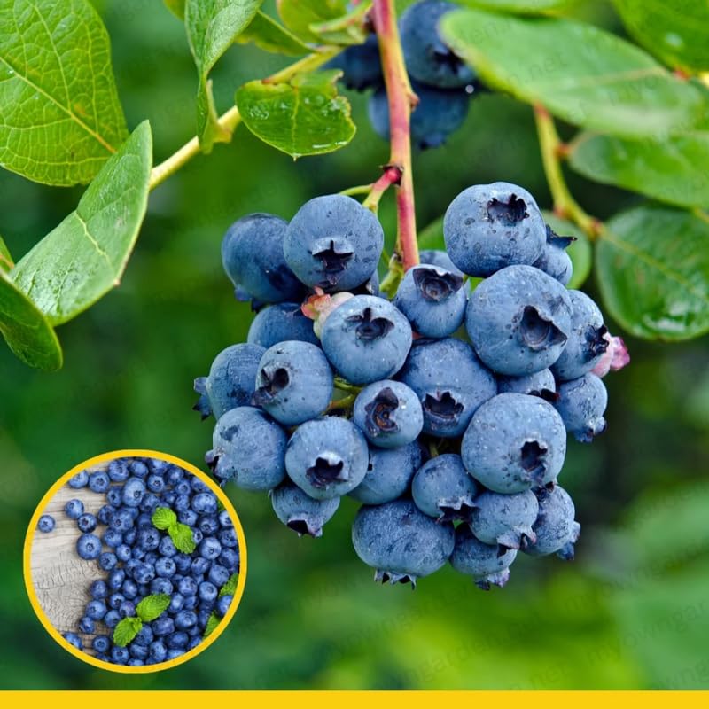 Sets 2 Blueberry Trees Live Plants, Blueberries Bushes, Hardy and High Yield, Seedlings Southern Highbush Blueberry Plants Live for Outdoor Growing, 5-7" Tall (Springhigh)